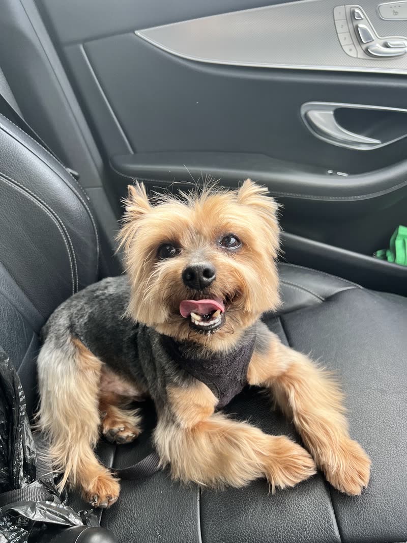 A freshly groomed tan-and-grey terrier cross on a car seat on the way home