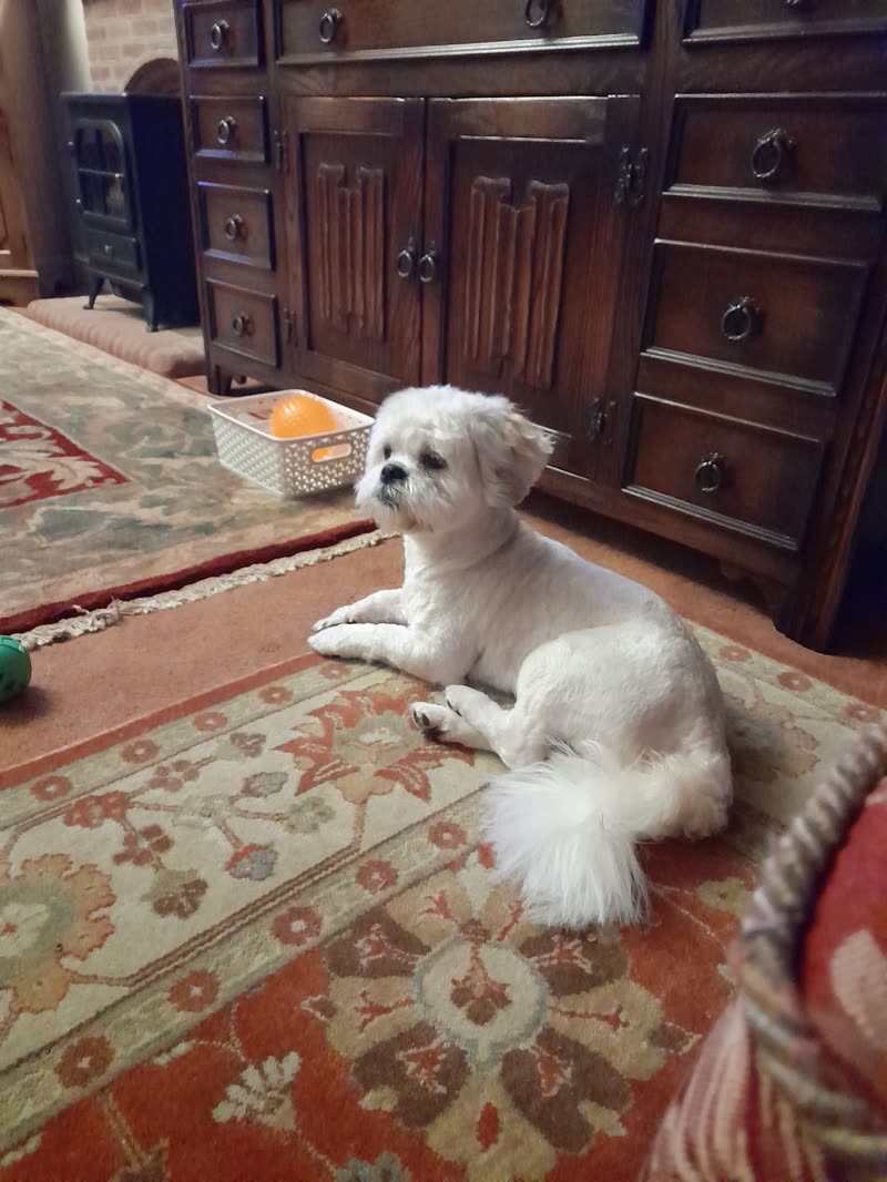 A small white fluffy dog lying on a patterned rug at home in the living room