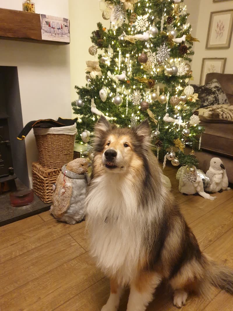 A sable and white Shetland sheepdog with its coat brushed out in front of a Christmas tree