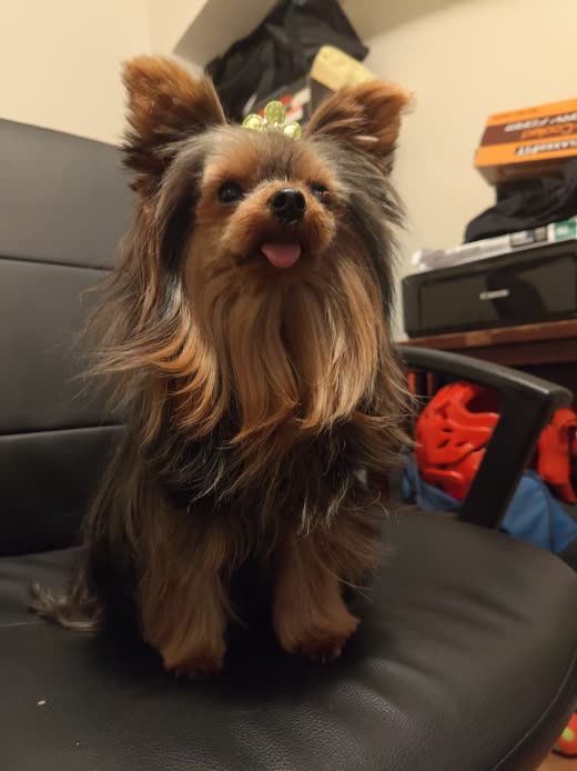 A Yorkshire terrier with a long silky coat and a topknot bow