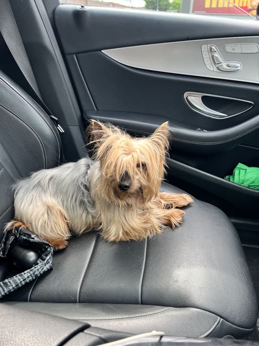 A groomed Yorkshire terrier resting after its appointment