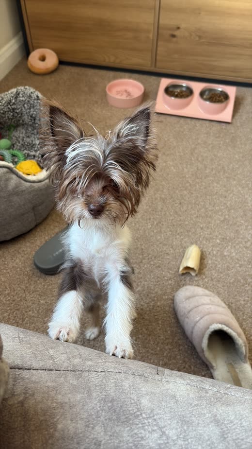 A shaggy grey and white dog before its groom