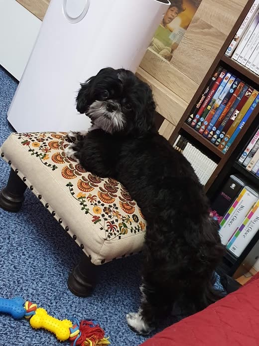 A black and white cockapoo with its paws up on a footstool