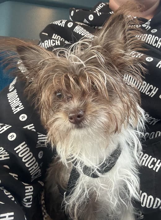 A wire-haired terrier with a wild ungroomed coat, cropped in tight on the dog so the burned-in words at the edge are removed
